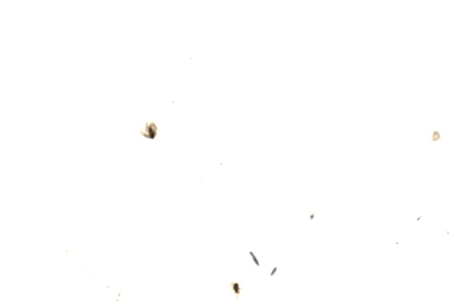Image 96